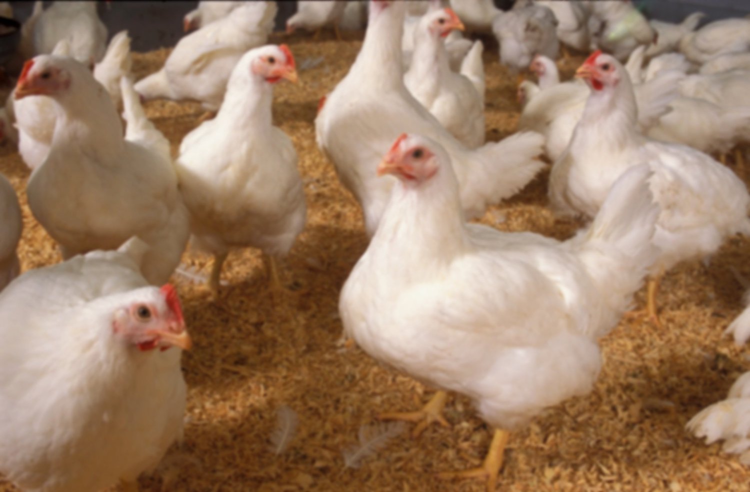 Poultry house used for acoustic monitoring