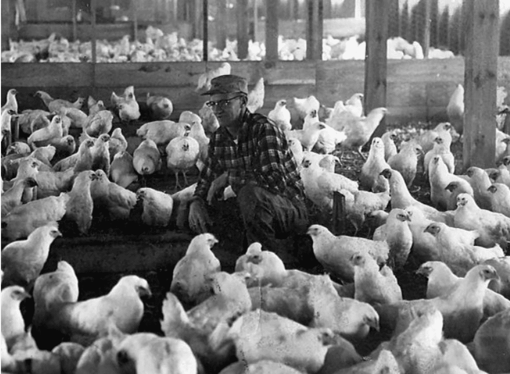 Buckets used while listening in a poultry barn