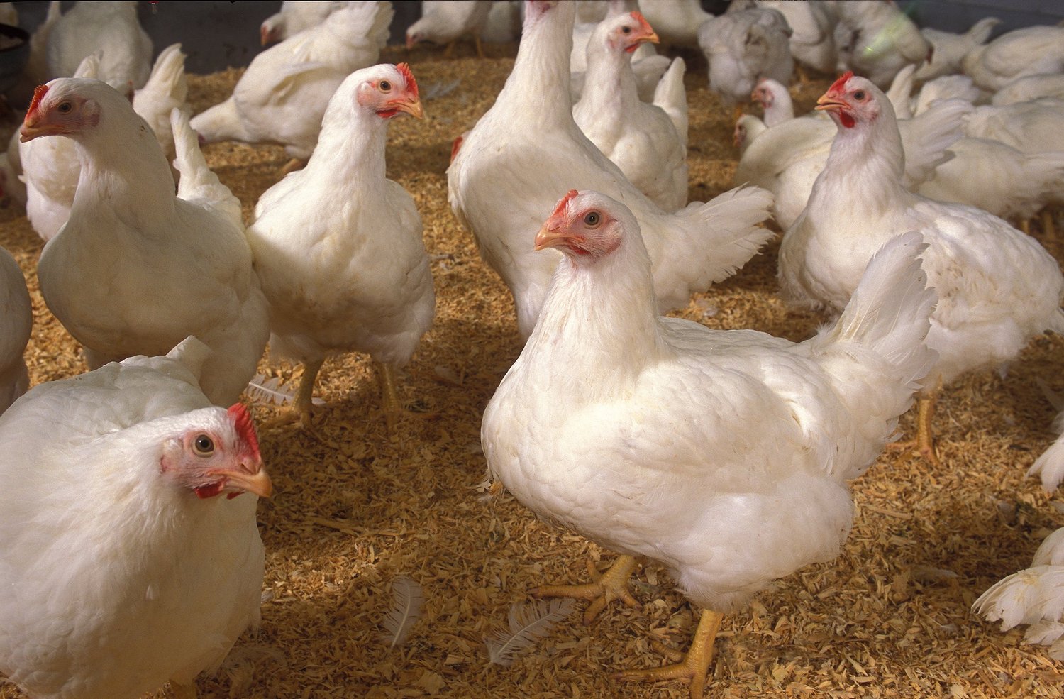 Poultry flock in a barn